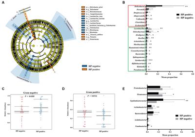 Diversity recovery and probiotic shift of gastric microbiota in functional dyspepsia patients after Helicobacter pylori eradication therapy